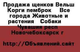 Продажа щенков Вельш Корги пемброк  - Все города Животные и растения » Собаки   . Чувашия респ.,Новочебоксарск г.